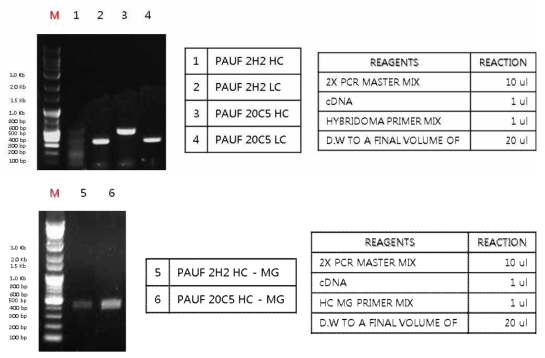Hybridoma cell로부터 2H2와 20C5의 가변부 PCR
