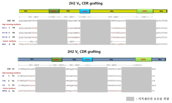 CDR-grafting 유전자 합성 디자인