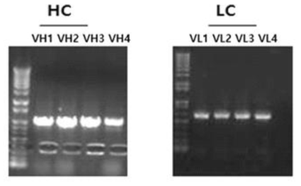 4종의 인간화항체 중쇄 및 경쇄 콜로니 PCR 반응물 확인