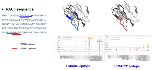 인간항체 PMAb83와 인간화항체 hPAMb22의 Epitope mapping