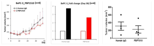 PBP1510의 췌장암 세포 유래 이종 이식 모델에서 종양 성장 억제 효능 검증