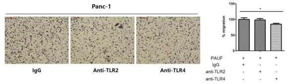 췌장암세포주 Panc-1에서 TLR2 혹은 TLR4 중화항체에 의한 이동능 변화