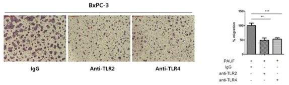췌장암세포주 BxPC-3에서 TLR2 혹은 TLR4 중화항체에 의한 이동능 변화