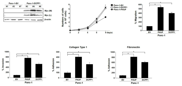 DCPP1, PAUF 과발현 세포주에 의한 암세포주 특성 변화 분석
