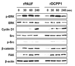 췌장암 세포주에서 재조합 PAUF, DCPP1 단백질에 의해 활성화되는 세포내 신호경로