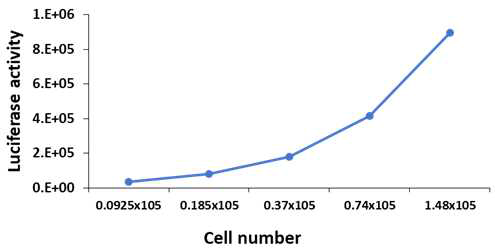 Luciferase 발현 측정 (CFPAC-1-Luc 세포)