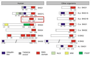 BAG family 단백질들의 구조 (Nature Cell Biol., 2001)