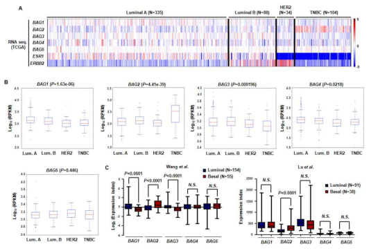 TCGA 및 public microarray dataset을 이용한 유방암 아형에 따른 환자에서의 BAG family 유전자 발현 분석