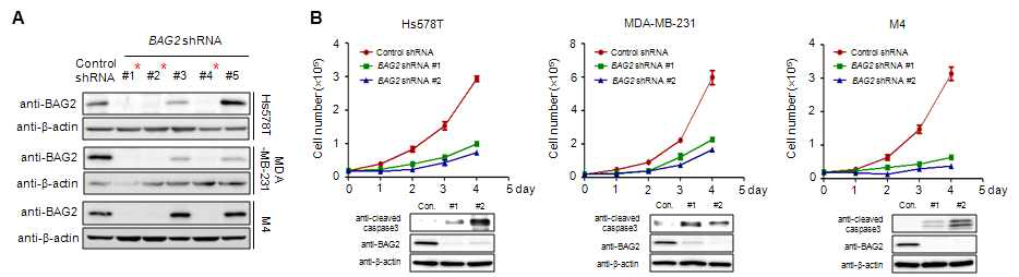 BAG2 knockdown에 의한 삼중음성 유방암 세포주의 세포 성장 억제 분석