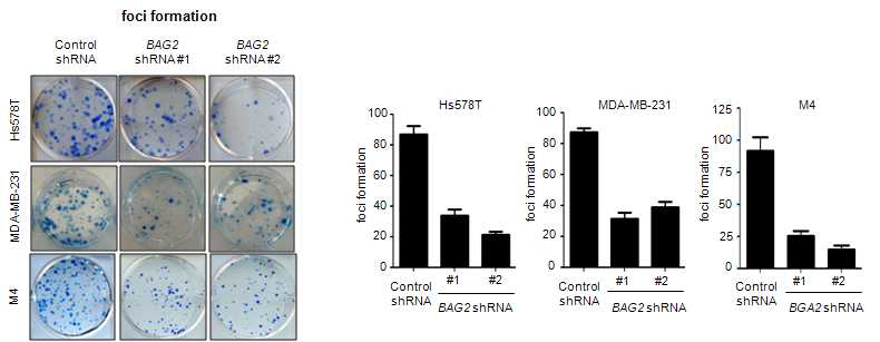 BAG2 knockdown에 의한 삼중음성 유방암 세포주의 foci formation 형성 능력 분석