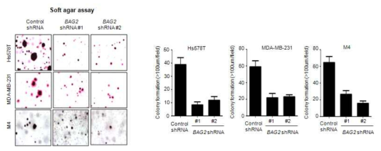 BAG2 knockdown에 의한 삼중음성 유방암 세포주의 colony formation 형성 능력 분석