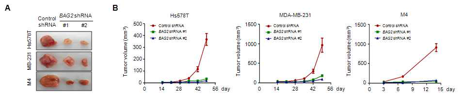 BAG2 knockdown에 의한 삼중음성 유방암 세포주의 암형성 억제 능력에 대한 in vivo 분석