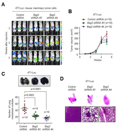 BAG2 knockdown에 의한 전이성 유방암 세포주의 in vitro 및 in vivo 전이 억제 분석