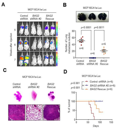 BAG2에 의한 전이성 유방암 세포주의 생체내 (in vivo) 폐전이 및 생존율 분석