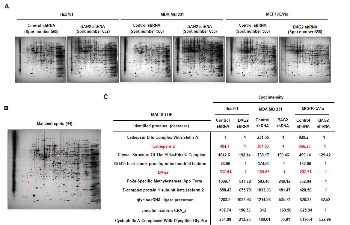 삼중음성 유방암에서 2-D gel electrophoresis를 이용한 BAG2에 의해 조절 되는 Cathepsin B 단백질 동정