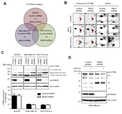 삼중음성 유방암에서 BAG2 knockdown에 의한 활성 double-chain Cathepsin B 단백질 발현 억제 확인