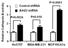 BAG2 knockdown에 의한 Cathepsin B 활성 분석