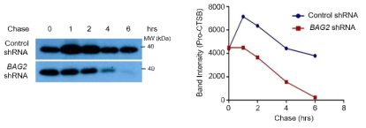 Pulse-chase assay를 이용한 BAG2 knockdown에 의한 pro-cathepsin B의 cleavage 분석