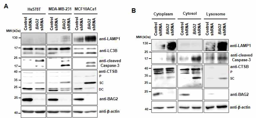 BAG2 knockdown 세포내에 lysosomal single-chain Cathepsin B의 cytosol 이동을 통한 세포사멸 유도인자 caspase-3 증가 확인