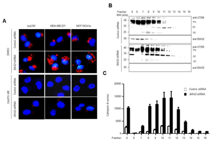 BAG2 knockdown에 의한 mature Cathepsin B 활성 분석