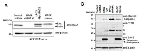 BAG2 knockdown에 의한 Cathepsin B single-chain 증가 확인