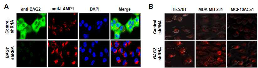 BAG2 knockdown에 의한 LAMP-1 단백질과 lysosome 증가 확인