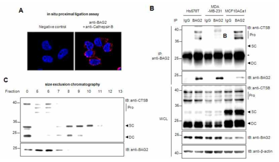 삼중음성 유방암 세포주에서 endogenous BAG2와 pro-form Cathepsin B의 상호결합 분석