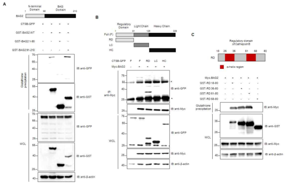 BAG2의 BAG domain과 pro-form Cathepsin B의 regulatory domain의 상호결합 부위 분석