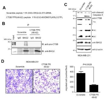 BAG2와 pro-cathepsin B 상호 결합을 저해하는 펩타이드 효과 분석