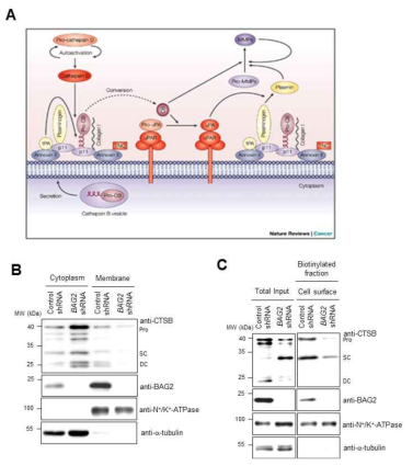 BAG2 단백질에 의한 pro-Cathepsin B의 세포막으로의 이동 분석
