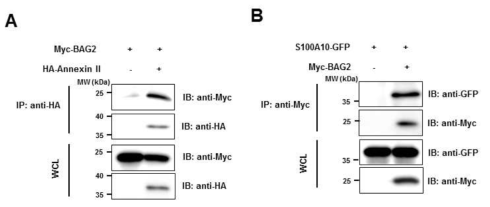 BAG2 단백질과 Annexin II 및 S100A10 단백질간의 상호결합 분석