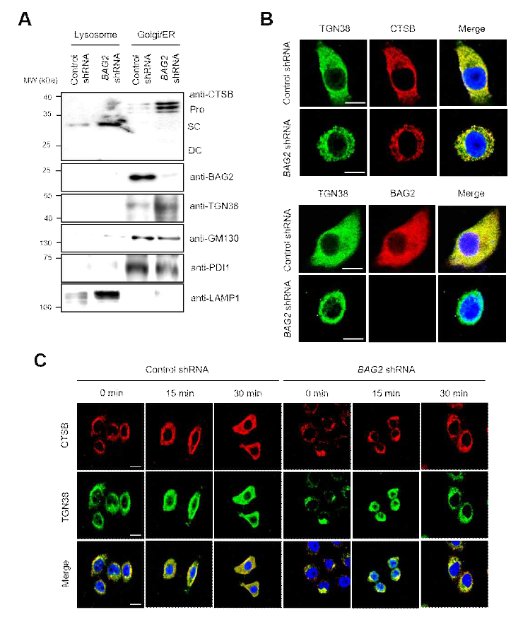 TGN을 통한 BAG2의 pro-Cathepsin B trafficking 조절 분석