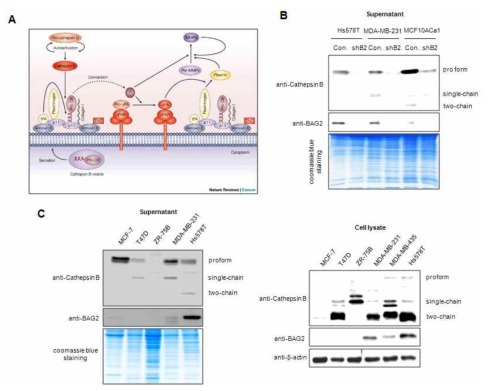삼중음성 유방암 세포주에서 BAG2와 Cathepsin B의 세포외 분비 분석