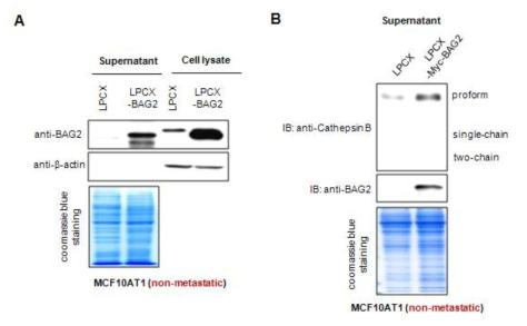 비전이성 유방암 세포주에서 BAG2와 Cathepsin B의 세포외 분비 분석