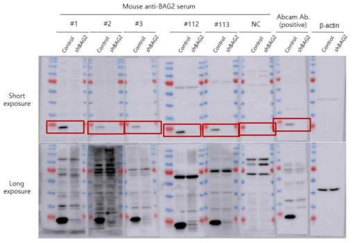 Immunoblotting을 이용한 제작된 BAG2 단일 항체 클론 특이성 분석