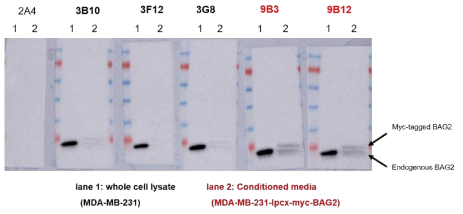 BAG2 단일클론 항체들의 세포 내 및 세포 외 BAG2 단백질 탐색 분석