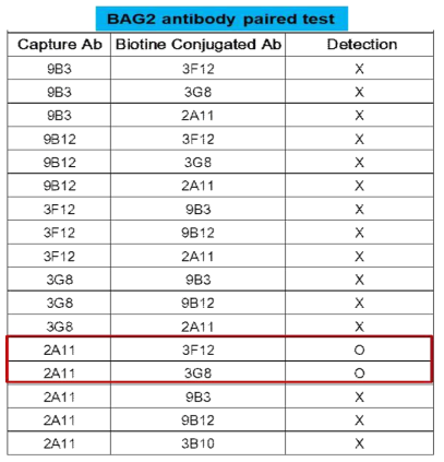 BAG2 단일 클론 항체를 이용한 sandwich ELISA 기반 matched antibody pair 분석