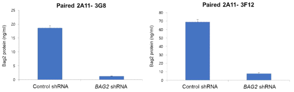 BAG2 발현 여부에 따른 sandwich ELISA 기반 BAG2 matched antibody pair 분석