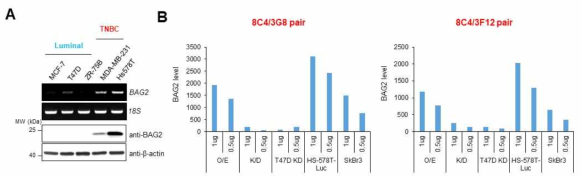 유방암 세포 아형에 따른 sandwich ELISA 기반 BAG2 matched antibody pair 분석