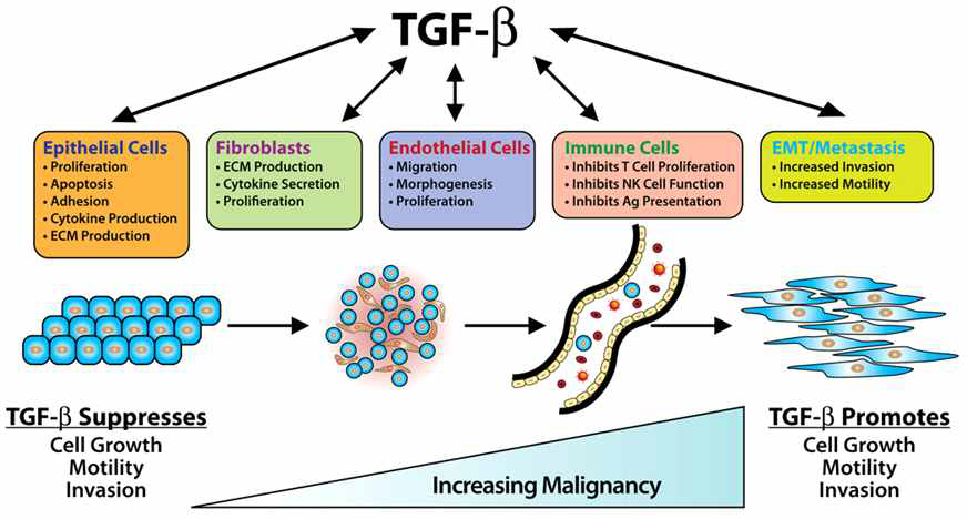 암 진행과정에서 TGF-β의 target 세포들과 TGF-β의 역할 (Tian M et al., Future Oncol, 2009)