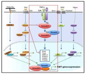 Snail1 유전자의 전사를 유도하는 TGF-β canonical pathway (Curr. Opin. Cell Biol., 2014)