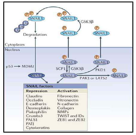 Snail1 단백질의 다양한 post-translational modification 과정 (Lamouille et al., Nat Rev Mol Cell Biol, 2014)