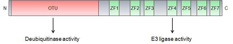 Deubiquitinase activity와 E3 ligase activity 및 Ubiquitin binding motif를 동시에 갖는 유비퀴틴 편집 효소인 A20 단백질