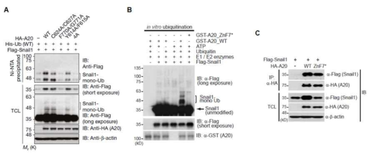 Snail1 단백질을 모노유비퀴틴화 시키는 E3 ligase 활성이 존재하는 A20 단백질의 아미노산 잔기 동정