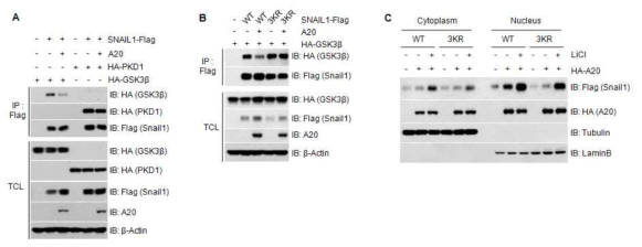 A20 단백질이 Snail1 단백질과 GSK3β와의 상호작용에 미치는 영향 분석과 A20에 의한 Snail1 단백질의 monoubiquitination이 Snail1과 GSK3β의 상호작용에 미치는 영향 분석