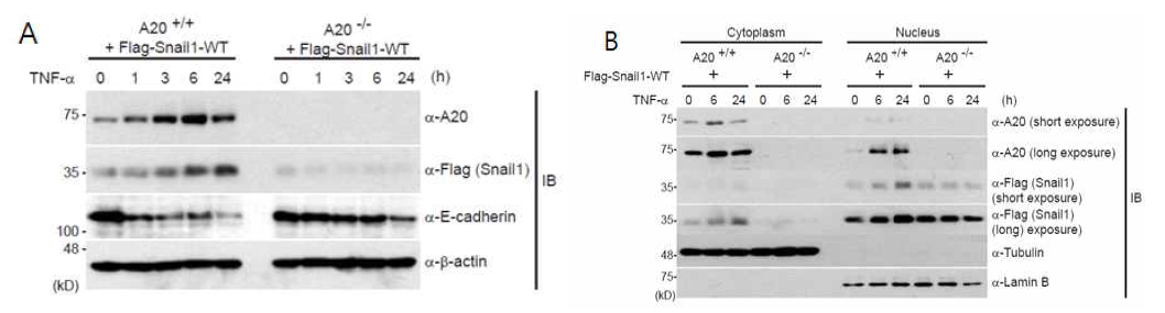 A20 knockout (A20-/-) MEF에서 Flag-Snail1 단백질의 발현 감소와 정상 A20+/+ MEF cell에서 Flag-Snail1 단백질의 핵내로의 이동 분석