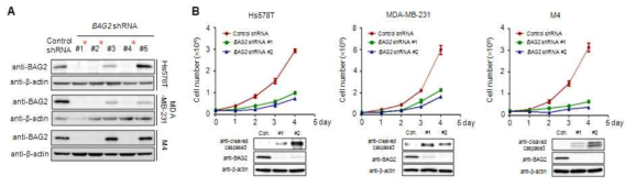 BAG2 knockdown에 의한 삼중음성 유방암 세포주의 세포 성장 억제 분석