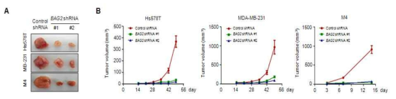 BAG2 knockdown에 의한 삼중음성 유방암 세포주의 암형성 억제 능력 in vivo 분석