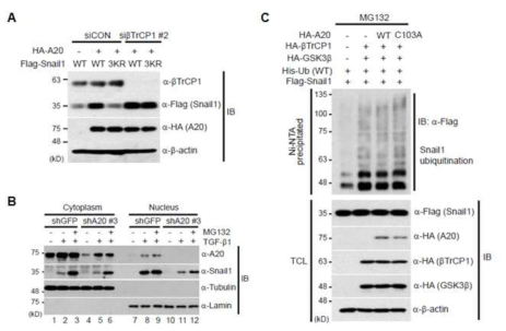 A20 매개 Snail1 모노유비퀴틴화와 βTrCP1과의 연관성 분석