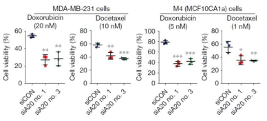 삼중음성유방암 세포주에 항암제를 처리하여 cell viability 분석